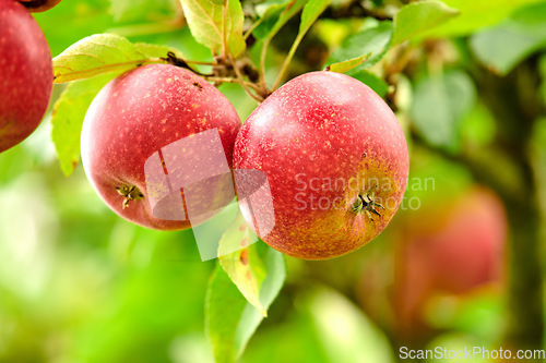 Image of Nature, organic and apples on a tree in a garden or sustainable, agriculture or agro environment. Health and eco friendly and succulent red fruit or fresh, raw and sweet produce on a plant in a field