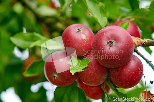 Image of Agriculture, natural and apples on tree in garden or sustainable, harvesting or agro environment. Nature, leaves and closeup of succulent red fruit or fresh, raw and sweet produce on plant in field.