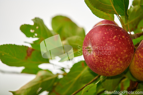 Image of Nature, agriculture and apples on a branch on a farm or sustainable, natural or agro environment. Harvest, eco friendly and succulent red fruit or fresh, raw and sweet produce on a plant in a field.