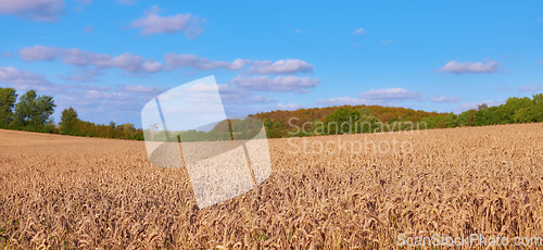 Image of Landscape, wheat field and clouds on blue sky for countryside, farming or eco friendly background. Sustainability, growth and gold grass or grain development on empty farm for agriculture industry