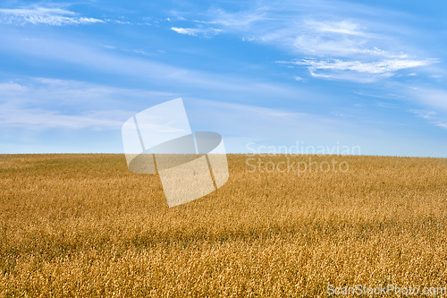Image of Wheat field, farming and blue sky with clouds for countryside, landscape or eco friendly background. Sustainability, growth and golden grass or grain development on empty farm in agriculture industry