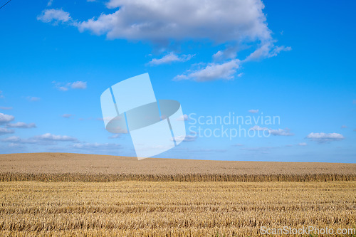 Image of Gold wheat field on blue sky and clouds background for countryside, landscape or eco friendly farming. Sustainability, growth and grass or grain development on empty farm for agriculture industry