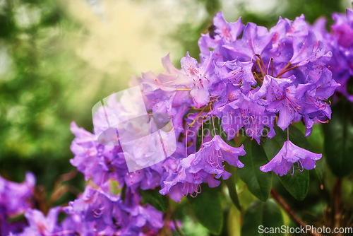 Image of Closeup, environment and flowers in springtime, nature and growth with season, ecology or weather. Natural, landscape or plant with light, green or beauty in a garden, eco friendly and sustainability