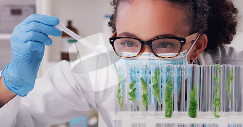 Image of Science, test tube and plant with woman in laboratory for medical, pharmacy and research. Biotechnology, growth and healthcare study with scientist and focus for sustainability, vaccine and medicine