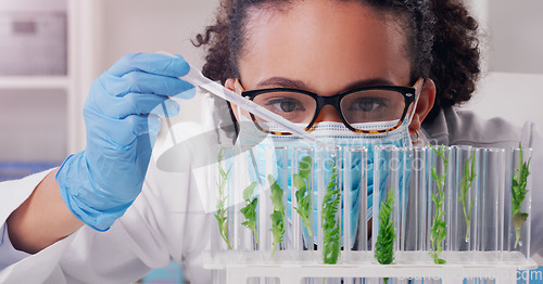 Image of Science, biotechnology and plant with woman in laboratory for medical, pharmacy or research. Chemical, botany and healthcare study with scientist and test tube for sustainability, ecology or medicine