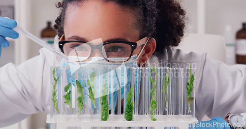 Image of Science, focus and plant with woman in laboratory for medical, pharmacy and research. Biotechnology, growth and healthcare study with scientist and test tube for sustainability, vaccine and ecology