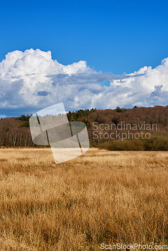 Image of Nature, landscape and field of wheat with blue sky for farming, earth and meadow in countryside. Sustainability, natural background and scenic view of ecosystem, environment and ecology landscape