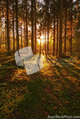 Image of Trees, autumn season and sun ray in forest, woods or wilderness in the nature outdoors. Tall tree, backgrounds and plant growth with sunshine, field and sunset view of the natural park environment