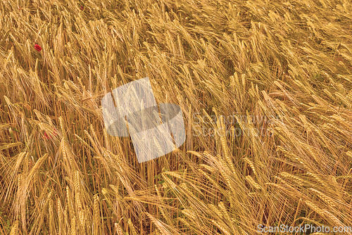 Image of Landscape of nature, harvest and field of wheat for farming, agriculture and crops in countryside. Meadow background, sustainability and closeup of barley, grain or rye plants in natural environment