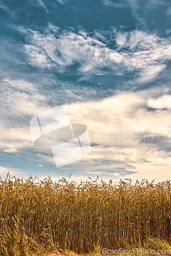 Image of Nature, countryside and field of wheat with blue sky for farming, agriculture and harvest crop. Farm landscape, meadow background and scenic view of barley, grain or rye plants in natural environment
