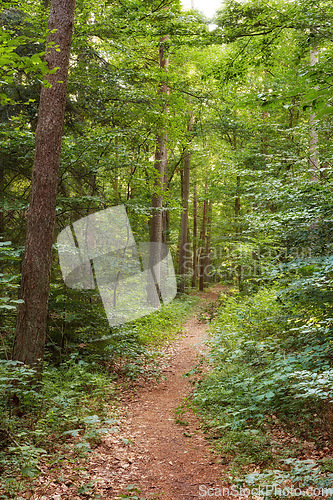 Image of Trees, path and hiking trail in nature for outdoor travel, scenery and natural leaves in the woods. View of tall tree row in growth, plants or bushes with dirt pathway for trekking in the rain forest