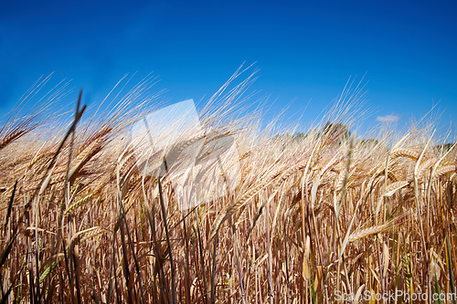 Image of Nature, harvest and field of wheat with blue sky for farming, agriculture and crops in countryside. Farm landscape, meadow background and closeup of barley, grain or rye plants in natural environment