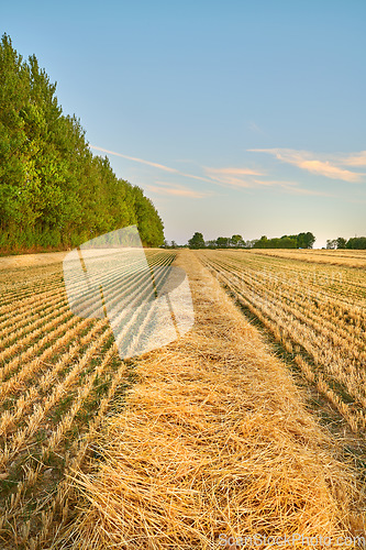 Image of Nature, farm and field of wheat for harvest with lines for farming, agriculture and crops in countryside. Landscape, meadow background and growth of barley, grain or rye plants in natural environment