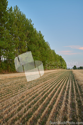 Image of Agriculture, harvest and field of wheat on farm with row for farming, countryside and crops in nature. Landscape, meadow background and lines of barley, grain and rye plants in natural environment