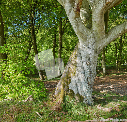 Image of Big tree, green leafs and grass in nature of natural oak trunks and branches for sustainability, agriculture or life outdoors. Tall trees with leaves or plants in forest or park in the countryside