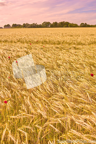 Image of Agriculture, environment and sunset with wheat in field for farming, sustainability and growth. Nature, landscape and plant with grain in countryside meadow for ecology, barley harvest and energy