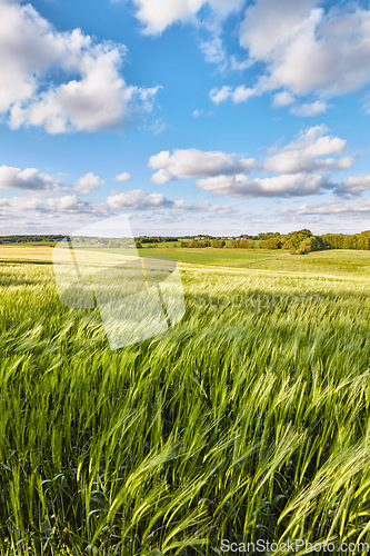 Image of Field, farming and clouds on blue sky for wheat, countryside or eco friendly background with green grass or plants. Sustainability, growth and grain development on empty farm or agriculture landscape