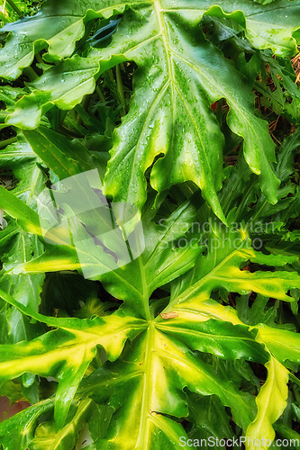 Image of Huge leaves. Nature, summer and plant with closeup of leaf for environment, forest and natural texture. Garden, growth and jungle with green leaves in backyard for ecology, sustainability and spring.