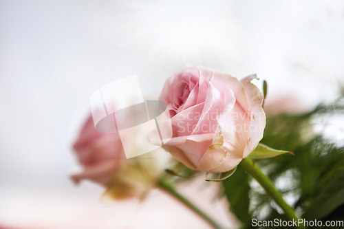 Image of Closeup of bouquet of pink rose, nature and flowers with botany, gift and celebration with romance or friendship. Plant, botanical and love with symbol of affection, natural and floral with blossom