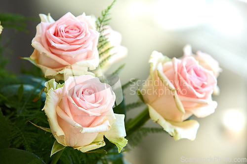 Image of Closeup of bouquet of pink roses, nature and flowers with botany, gift and celebration with romance or friendship. Plant, botanical and love with symbol of affection, natural and floral with blossom