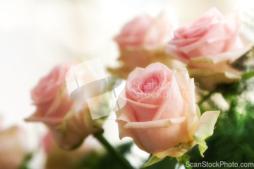 Image of Pink, roses and bouquet closeup for nature, floral and gift, birthday or love celebration with empty background. Beautiful flowers with pastel color for home decoration in living room or house plant