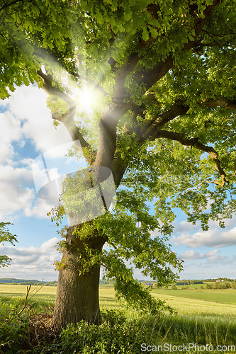 Image of Wood, tree with sunshine and nature environment in countryside with blue sky outdoors. Spring or summer time, agriculture or ecology and green trees in the daylight outside for plant growth.