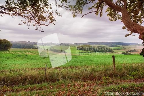 Image of Nature, environment and landscape with field in countryside for grass, sustainability and spring. Green, forest and trees with peaceful meadow in Denmark for ecology, plants and travel adventure