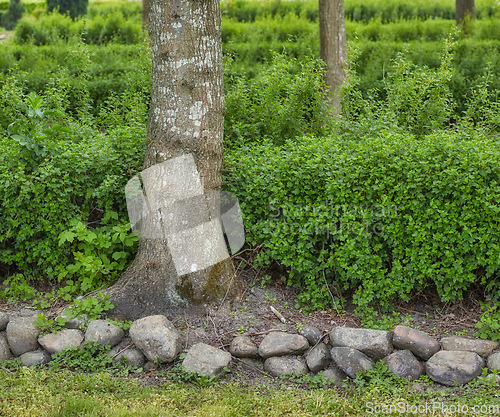 Image of Garden, tree and bark in backyard with landscape or plants or greenery with rocks in the outdoor. Nature, leaf and tree with gardening or maintenance with lawn in environment or countryside.