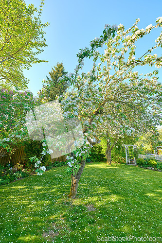 Image of Backyard, fence and lawn with tree or bloom in spring with maintenance with flowers in the outdoor. Landscape, grass and gardening with fencing in backgrounds or nature or summer with plants.