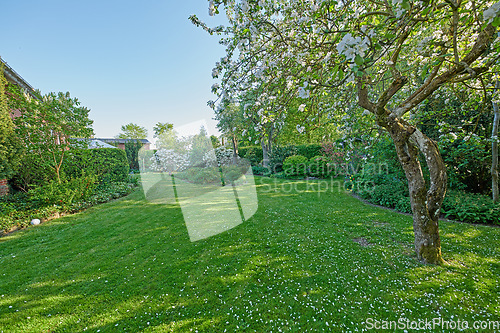 Image of Gardening, trees and grass in backyard for landscape in spring or summer in the country. Plant, lawn and garden with flowers or bush or sun in nature with space for maintenance in the outdoor.