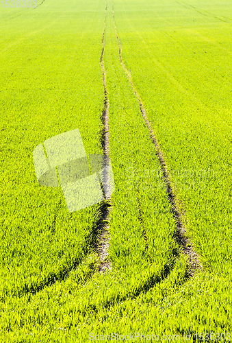 Image of real organic green wheat field