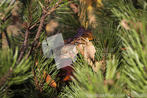 Image of pine and dry leaf