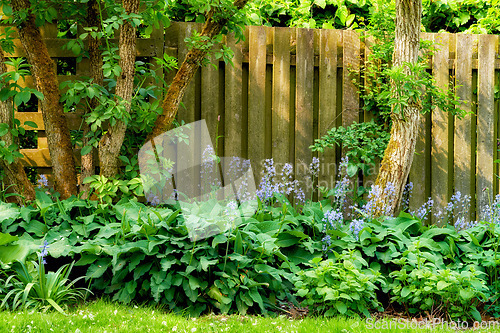 Image of Fence, grass and backyard with plants in garden with flowers in nature with tree in summer. Trees, garden and fences with bush or plant in the outdoor with sun or creative growth in the environment.