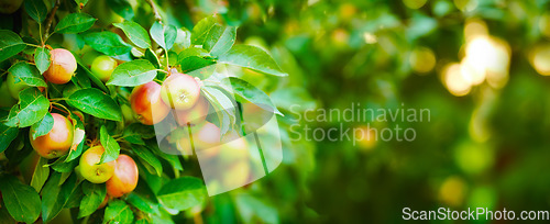 Image of Apple, tree and plants, growth and nature for sustainable farming and agriculture or garden background. Banner of red and green fruits growing on trees for healthy food, harvest and sustainability