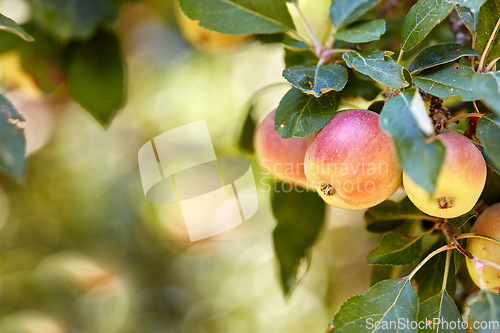 Image of Garden, apple and red fruit on tree with leaves, green plant and agriculture or sustainable farm with bokeh. Nature, apples and healthy food from farming, plants and natural fiber for nutrition