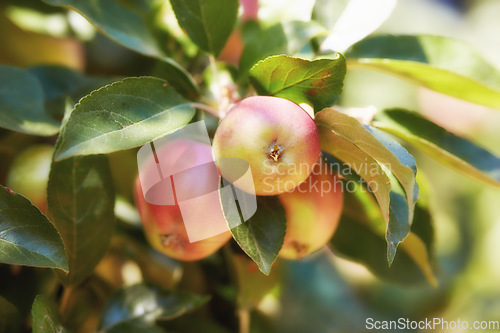 Image of Apple, garden and red fruit on tree or branch with leaves, green plant and agriculture or sustainable farm. Nature, apples and healthy food from farming, plants and natural fiber for nutrition