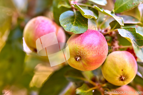 Image of Garden, apple and red fruit on tree or branch with leaves, green plant and agriculture or sustainable farm. Nature, apples and healthy food from farming, plants and natural fiber for nutrition