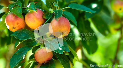 Image of Apple, red fruit and tree in garden or branch with leaves, green plant and agriculture or sustainable farm. Nature, apples and healthy food from farming, plants and natural fiber for nutrition