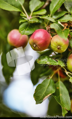 Image of Apples, trees and closeup of plants in nature for growth, sustainable farming and agriculture or garden background. Red and green fruits growing in orchard for healthy food, harvest or sustainability