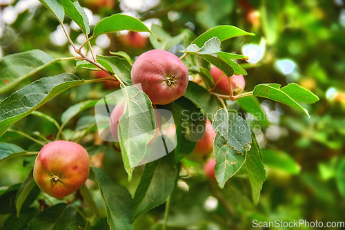 Image of Red apple, trees and green plants in nature for sustainable farming, growth or agriculture in garden background. Fruits growing on leaves in forest for healthy food production, agro industry or field