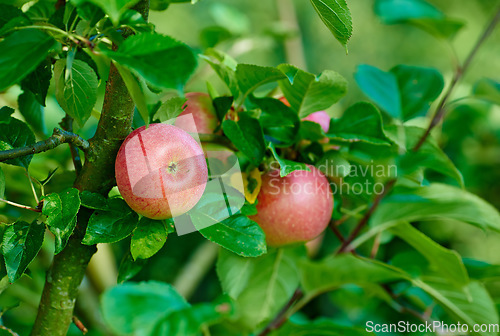 Image of Red apple, trees and plants in nature for sustainable farming, growth and agriculture or garden background. Closeup of fruits growing on leaves in forest for healthy food, harvest and sustainability