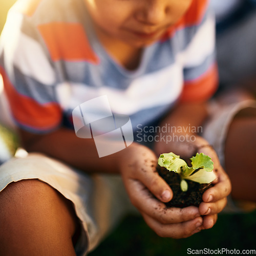 Image of Hands of child, soil or plant in garden for sustainability, agriculture care or farming development. Backyard, natural growth or closeup of blurry kid hand holding sand or planting for learning agro