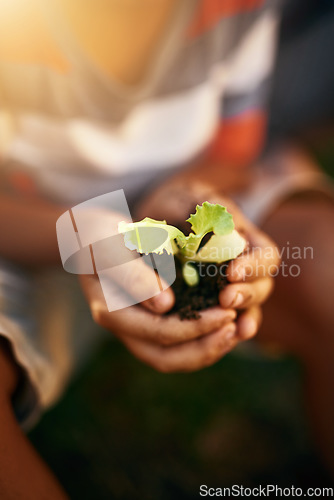 Image of Hands of kid, soil or plant in garden for sustainability, agriculture care or farming development. Backyard, natural growth or closeup of blurry child hand holding sand or planting for learning agro