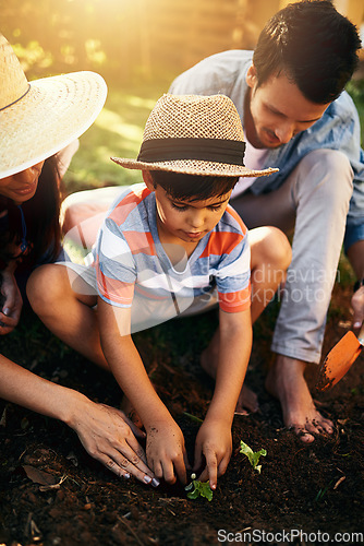 Image of Father, mom or child learning to plant in garden for sustainability, agriculture or farming as a family. Dad, mother or parents gardening, planting or teaching a young kid agro growth in environment