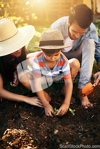 Image of Dad, mother or child learning to plant in garden for sustainability, agriculture or farming as a family. Father, mom or parents gardening, planting or teaching a young kid agro growth in environment