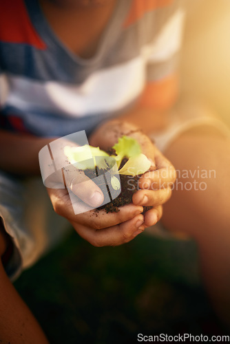 Image of Hands of kid, soil or learning to plant in garden for sustainability, agriculture care or farming development. Backyard, natural growth or closeup of child hand holding sand or planting for agro