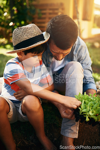 Image of Father, child or learning to plant in garden for sustainability, agriculture or farming development in family home. Dad, son or parent gardening, planting or teaching a boy agro growth in environment