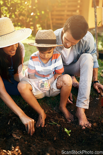 Image of Father, mother or child learning to plant in garden for sustainability, agriculture or farming as a family. Dad, mom or parents gardening, planting or teaching a boy agro growth in home environment