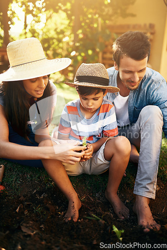 Image of Father, mother or boy learning to plant in garden for sustainability, agriculture or farming as a family. Dad, mom or parents gardening, planting or teaching a young child agro growth in environment