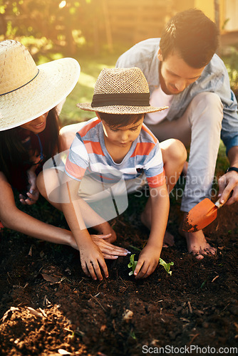 Image of Dad, mother or teaching a child to plant in family garden for sustainability, agriculture or farming. Father, mom or kid learning growth in environment for eco friendly gardening or planting at home